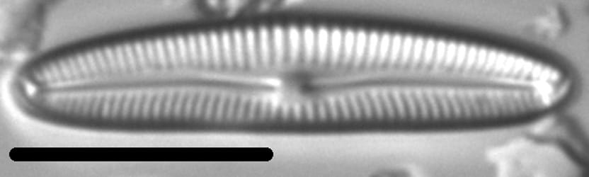 Cymbopleura Tundraphila LM3