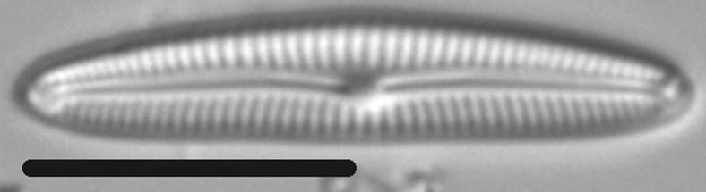 Cymbopleura Tundraphila LM4