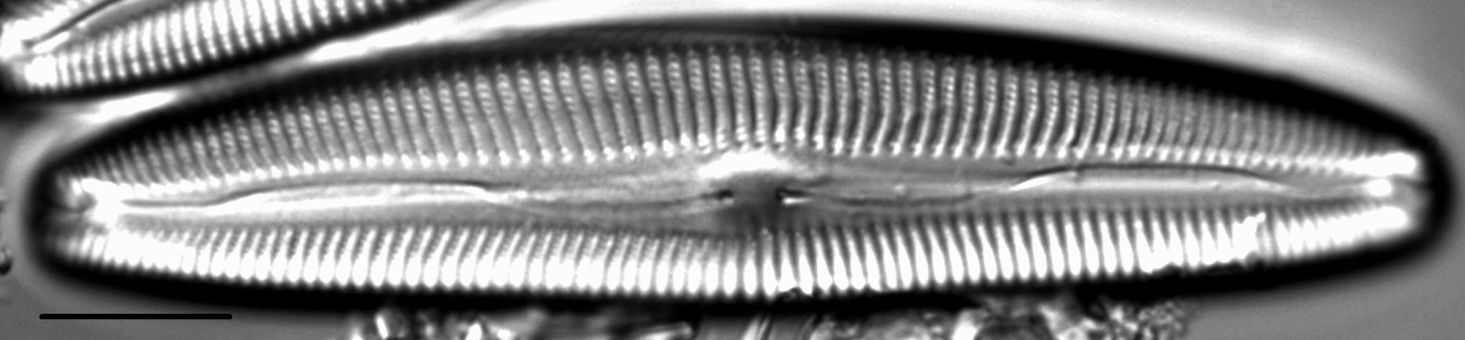 Cymbopleura anglica LM4