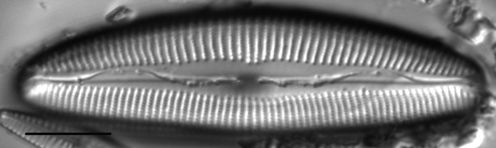 Cymbopleura anglica LM7