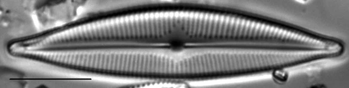 Cymbopleura lapponica LM2