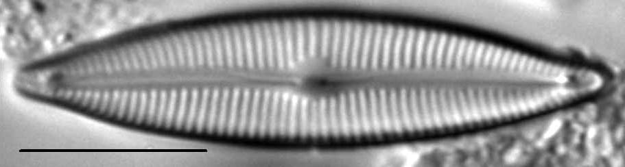 Cymbopleura lapponica LM4