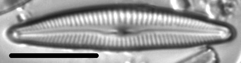 Delicata Alpestris LM4