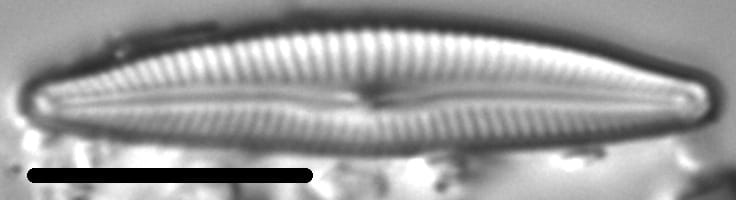 Delicata Alpestris LM5