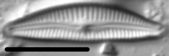 Delicata Alpestris LM7