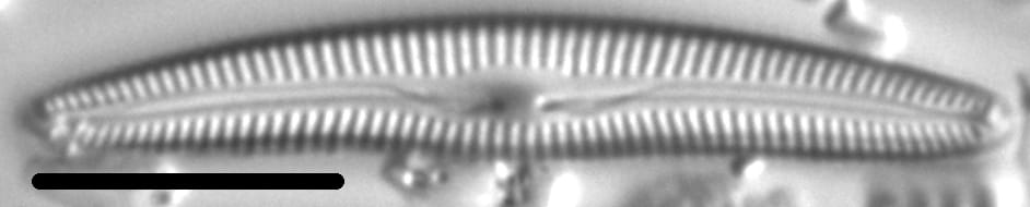 Delicata canadensis LM1