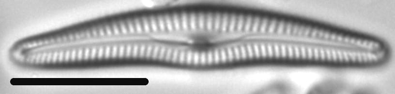 Delicata canadensis LM4