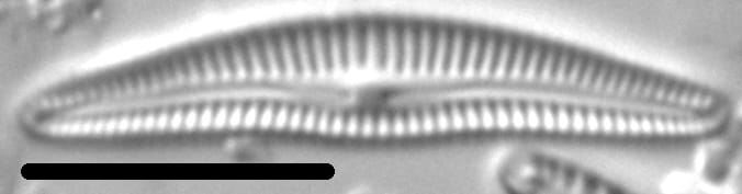 Delicata canadensis LM6