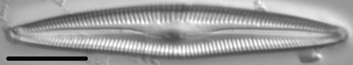 Delicata delicatula LM1