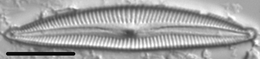 Delicata delicatula LMs