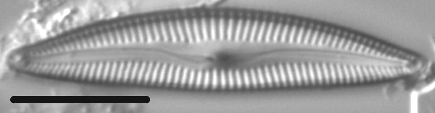 Delicata delicatula LM5