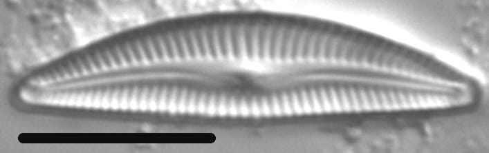 Delicata delicatula LM6