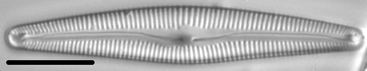 Delicata Montana 1 290102