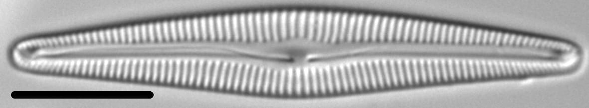 Delicata Montana 2 290102