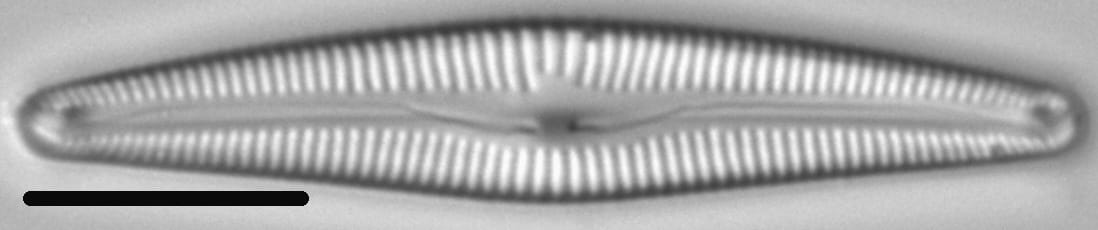 Delicata Montana 3 290102