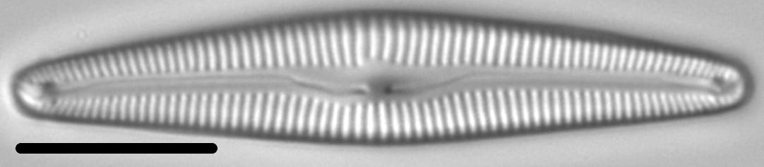 Delicata Montana 4 290102