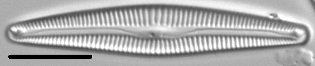 Delicata Montana 5 290102