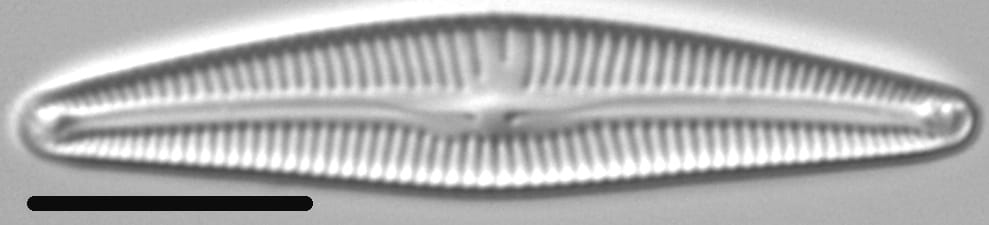 Delicata Montana 6 290102