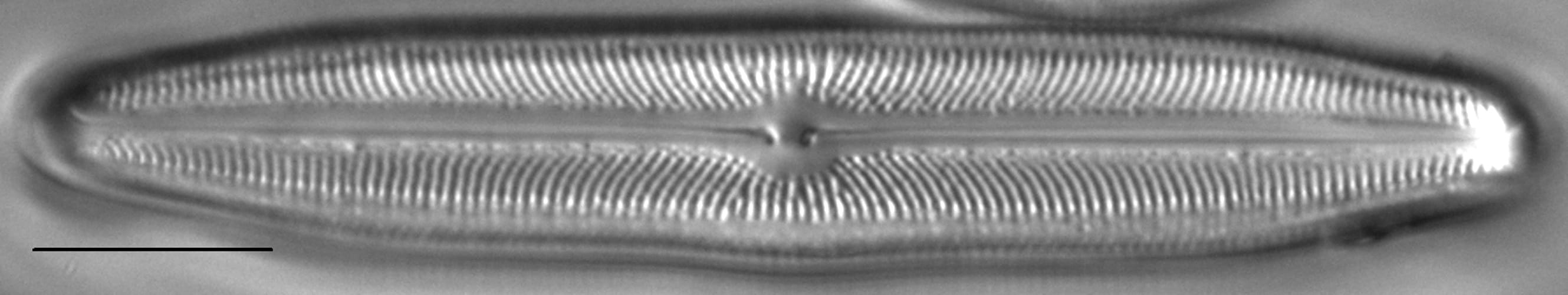 Neidiopsis weilandii LM3