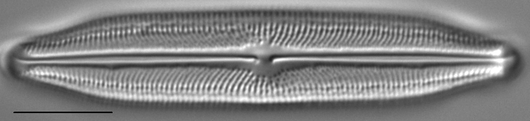 Neidiopsis weilandii LM5