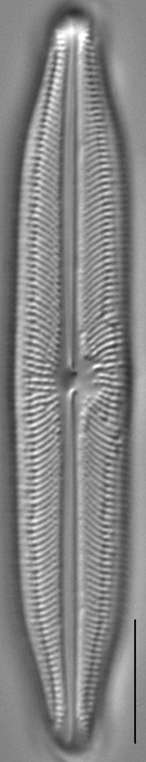 Neidiopsis weilandii LM1