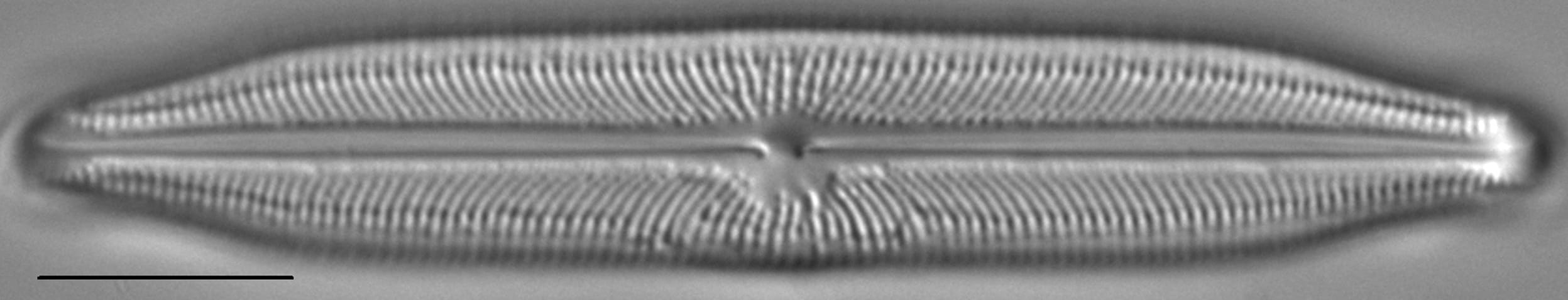 Neidiopsis weilandii LM1