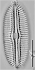 Diploneis boldtiana LM4