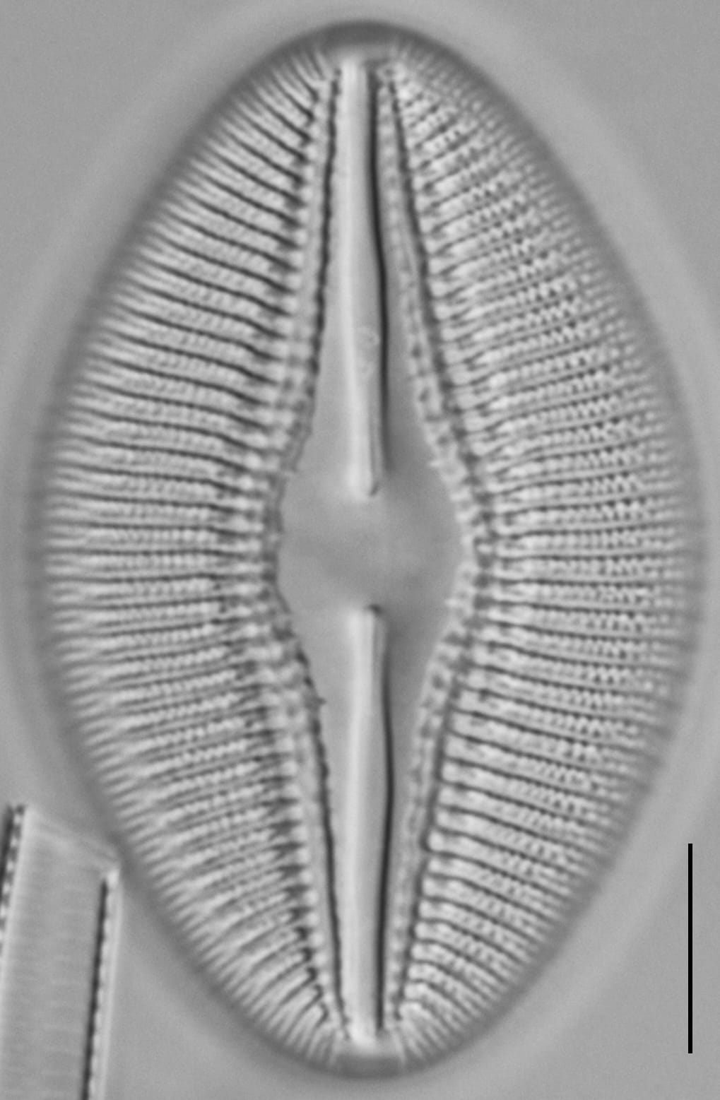 Diploneis dilatata LM4