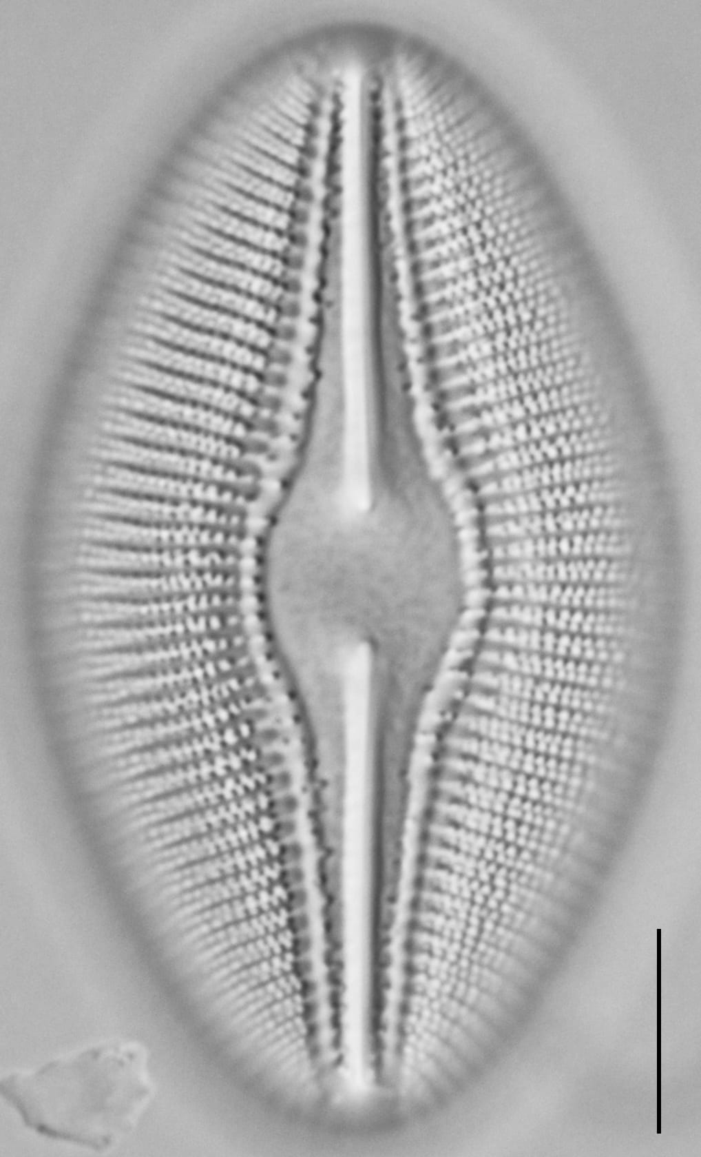 Diploneis dilatata LM5