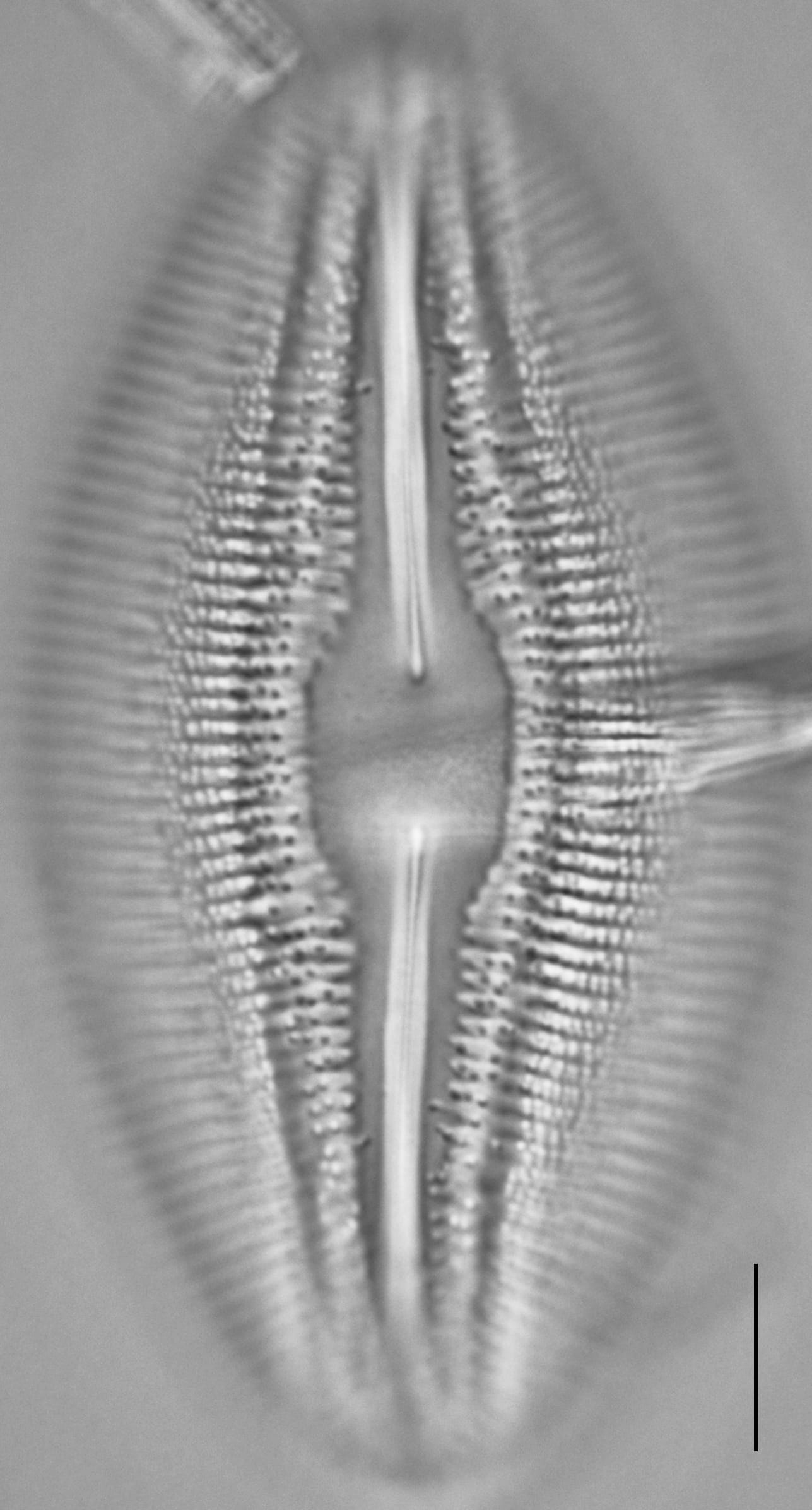 Diploneis dilatata LM7