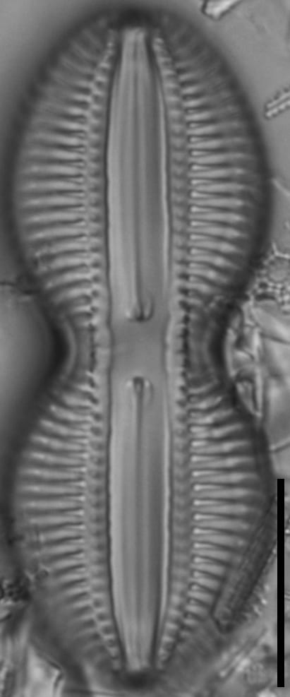 Diploneis interrupta LM4