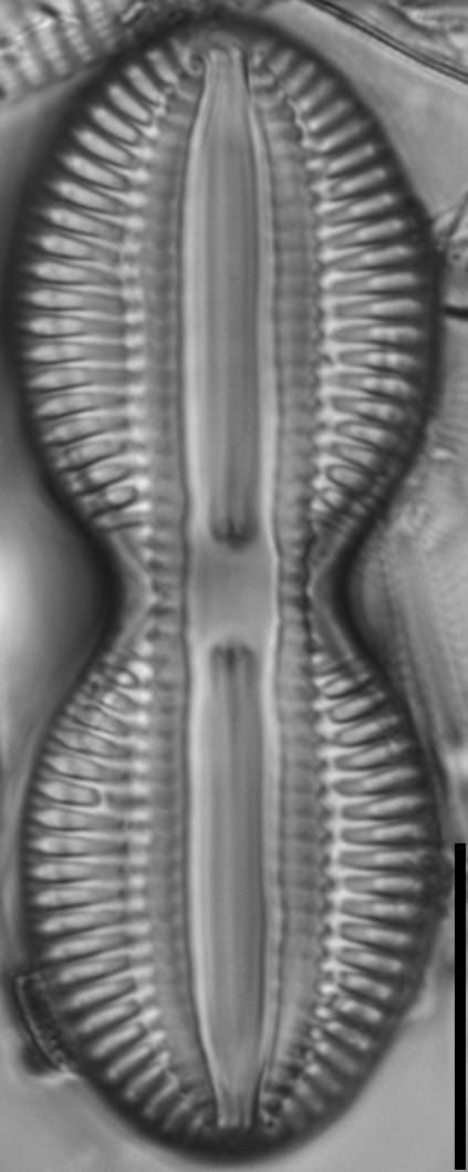 Diploneis interrupta LM5