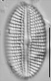 Diploneis potapovae LM7