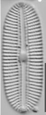 Diploneis potapovae LM8