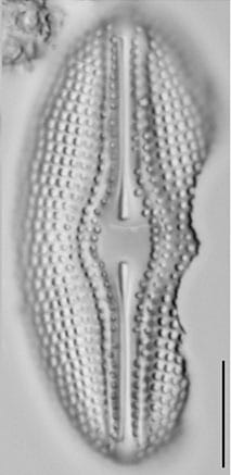 Diploneis Pratensis LM3