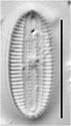Diploneis pseudopetersenii LM2