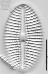 Diploneis Puellafallax Lm4