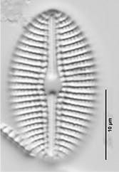 Diploneis Puellafallax LM3