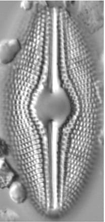 Diploneis Sp Nov 3 LM4