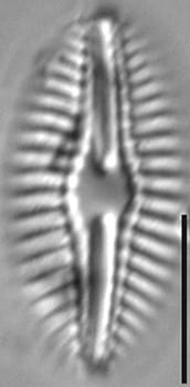 Diploneis texana LM11