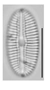 Diploneis voigtiana LM8