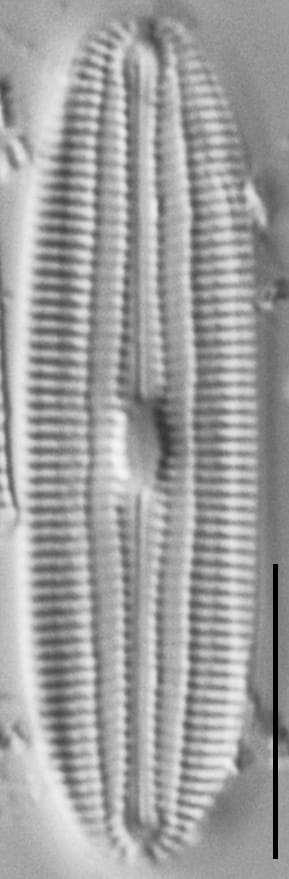 Diploneis galloprovincialis LM5