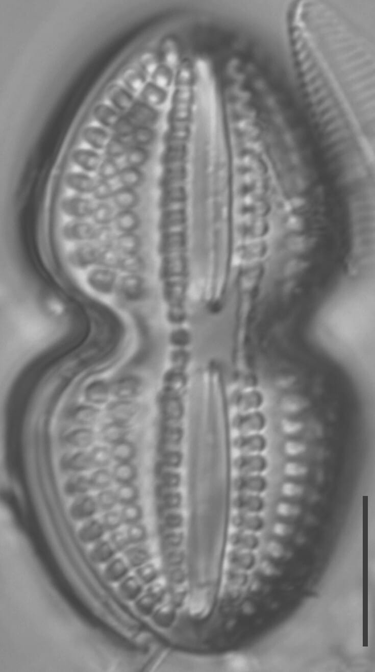 Diploneis bombus LM6