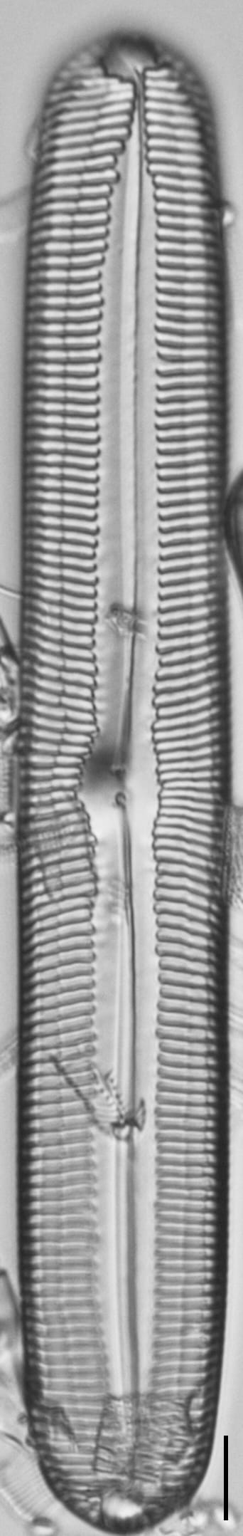 Pinnularia spinifera LM1