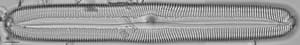 Pinnularia spinifera LM3