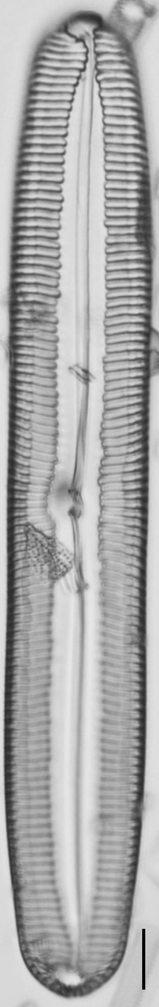 Pinnularia spinifera LM4