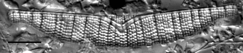 Epad Iho44070 1Edited