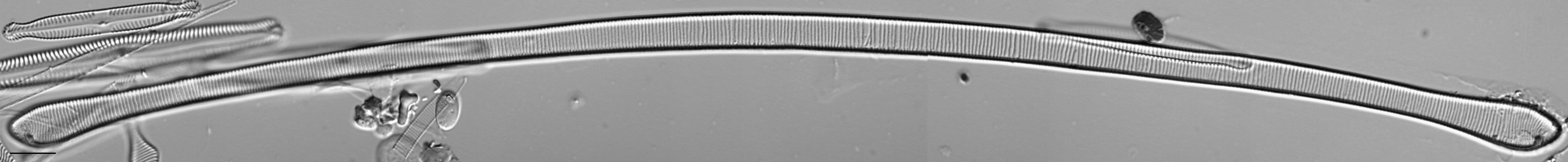 Eutaut  Brant1212 337 45 6108