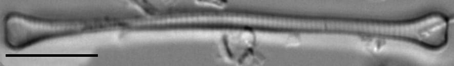 Euzasuminensis  Smm16212B 859 47 7