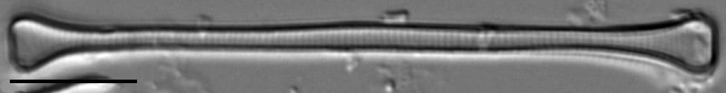 Euzasuminensis  Smm16212B 998 55 4